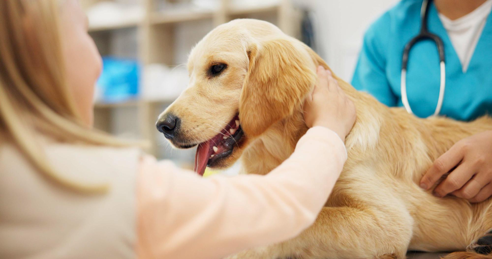 Veterinarian in Dublin CA